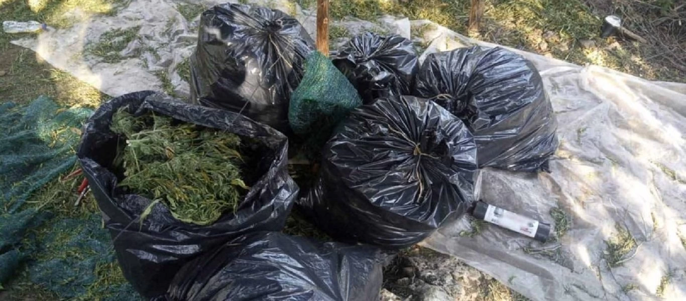 Εξαρθρώθηκε οργάνωση που διακινούσε κάνναβη - Συνελήφθησαν 10 άτομα (βίντεο)